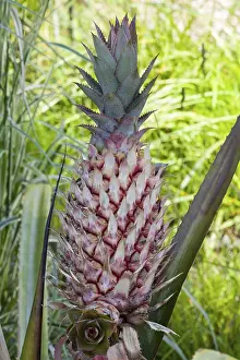 Pineapple Plant Impressions: Pineapple (Ananas comosus)
