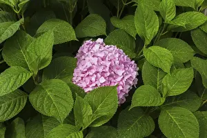 Pink Rose Flowers Impressions: Pink Bigleaf Hydrangea (Hydrangea macrophylla)