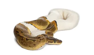 Royal Python Impressions: Pinstripe Pied Royal python, ball python