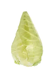 Nutrition Vegetable Plant Impressions: Pointed cabbage or pointed cabbage