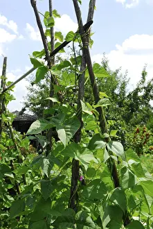 Garden Vegetables Impressions: Pole beans