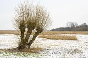 Pollarded Willows Impressions: Pollarded willows in a wintry landscape at Dummer