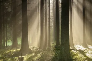 Autumn In Thuringia Germany Impressions: Pollwitz Forest, Thuringia