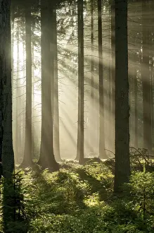 Thuringia Forest Impressions: Pollwitzer Wald, Thuringia