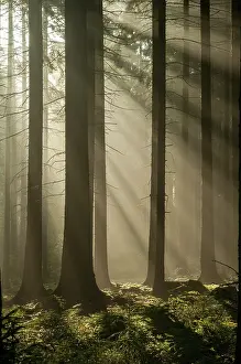 Coniferous Forest Scenery Impressions: Pollwitzer Wald, Thuringia