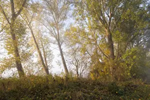 Deciduous Trees Europe Impressions: Poplars (Populus), Thuringia, Germany