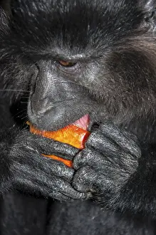 Old World Monkey Impressions: Portrait of a monkey