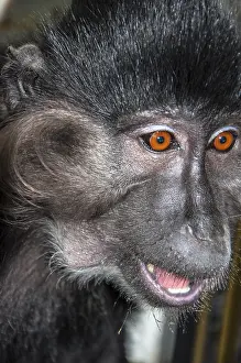 Mammalian Representation Art Impressions: Portrait of a monkey
