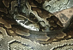 Constrictor Snake Species Impressions: African african rock python (Python sebae)