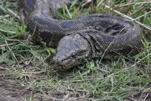 African Rock Python Impressions: African rock python, African rock python