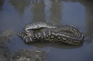 African Rock Python Impressions: African Rock Python (Python sabae)