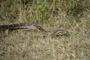 African Rock Python Impressions: African Rock Python (Python sebae)