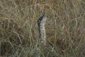 African Rock Python Impressions: African rock python, Python sebae