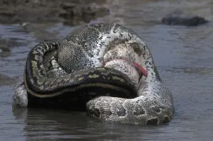 African Rock Python Impressions: African Rock Python (Python sebae) constricting White Pelican