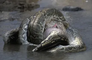 African Rock Python Impressions: African Rock Python (Python sebae) constricting White Pelican