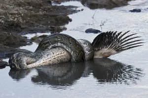 African Rock Python Impressions: African Rock Python (Python sebae) constricting White Pelican