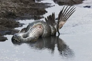 African Rock Python Impressions: African Rock Python (Python sebae) constricting White Pelican