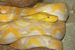 Albino Python Impressions: ALBINO RETICULATION PYTHON python reticulatus