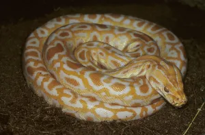 Albino Python Impressions: Albino tiger python (Python molurus)