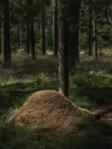 Wooded Scenery Impressions: Ants on anthills in the forest