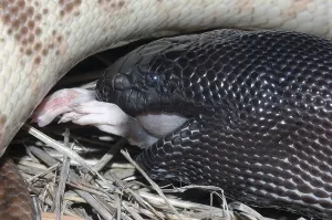 Constrictor Snake Species Impressions: Australian black headed python