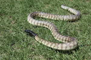 Australian Desert Animals Impressions: Australian black headed python