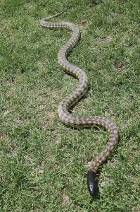 Australian Wildlife Reptiles Impressions: Australian black headed python