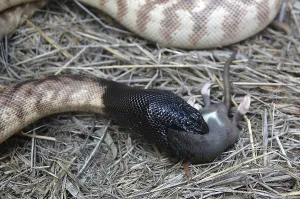 Australian Wildlife Reptiles Impressions: Australian black headed python