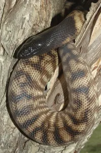 Scaled Reptile Wildlife Images Impressions: Australian black headed python