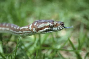 Reptile Photography Australia Impressions: Australian Central Carpet Python