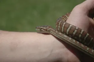 Australian Wildlife Animals Impressions: Australian Central Carpet Python