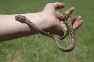 Australian Wild Animals Impressions: Australian Central Carpet Python