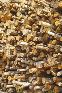 Deserted Woodpile Impressions: Background Stack of tree trunks