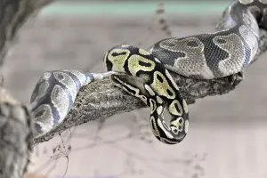 Ball Python Impressions: Ball Python or Royal Python (Python regius)