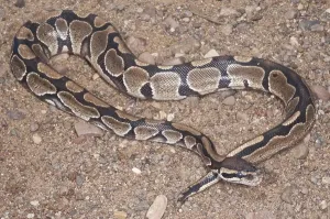 Constrictor Snake Species Impressions: Ball (Royal) python (Python regius)