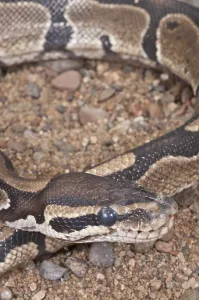 Royal Python Impressions: Ball (Royal) python (Python regius)