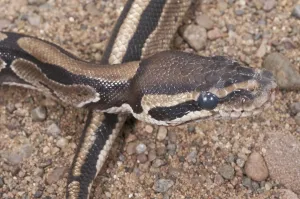 Constrictor Snake Impressions: Ball (Royal) python (Python regius)