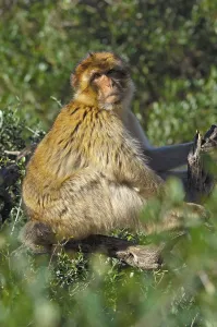 Macaca Sylvanus Impressions: Barbary macaque (Macaca sylvanus)