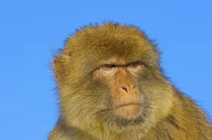 Old World Monkey Images Impressions: Barbary macaque (Macaca sylvanus)