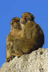 Old World Primates Impressions: Barbary macaques (Macaca sylvanus)