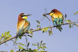 Rock Cliff Landscape Impressions: Bee-eater (Merops apiaster)