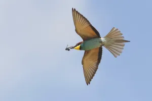 Colorful Birds Impressions: Bee-eater (merops apiaster)