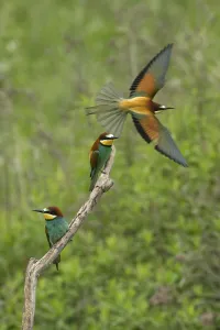 Animal Habitat Impressions: Bee-eater (Merops apiaster)