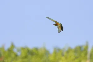 Orange Colored Birds Impressions: bee-eater (Merops apiaster)