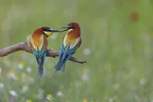 Wildlife Nature Reserve Impressions: Bee-eater, (Merops apiaster), pair