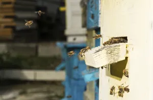 Wild Bee Nesting Aid Impressions: Bees entering the hive. White beehive