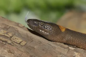 Captive Snake Photography Impressions: Bismarck's ring python or bismarck ringed python (Bothrochilus boa) lambent