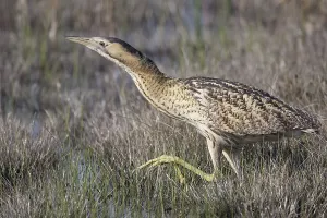 Deserted Wetlands Scene Impressions: Bittern (Botaurus stellaris)