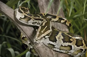 Burmese Python Impressions: Burmese Rock Python (Python molurus bivittatus)