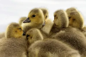 Young Goose Impressions: CanadaGeese